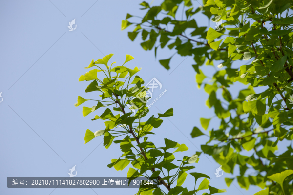 藍(lán)天下的銀杏樹(shù)