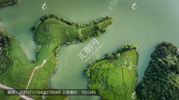 茶園風(fēng)光