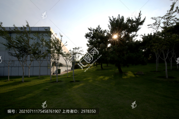 夕陽草地松樹城市公園