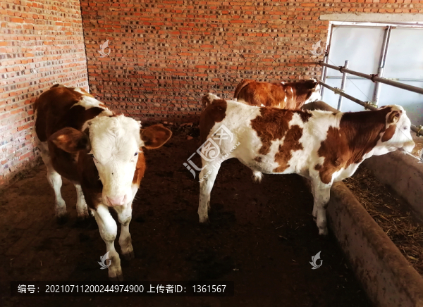 黃牛養(yǎng)殖業(yè)