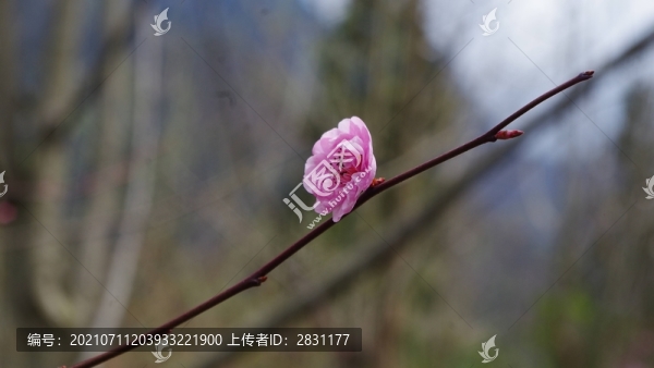 湖北神農(nóng)架