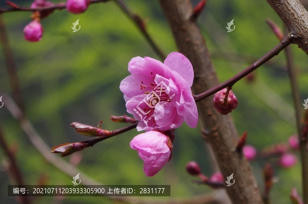 湖北神農(nóng)架
