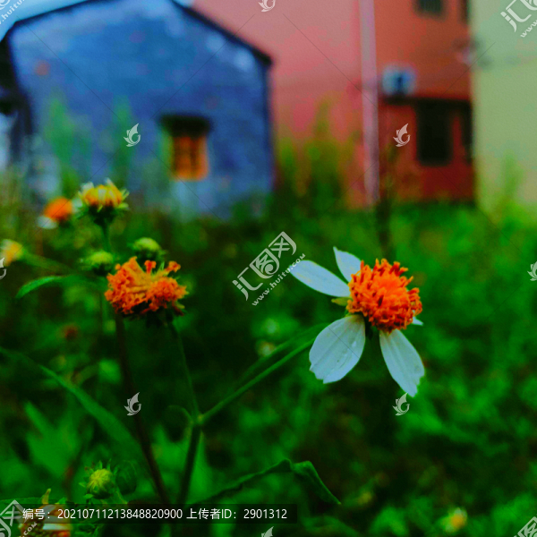 波斯菊