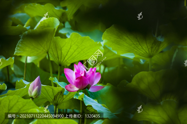 荷花
