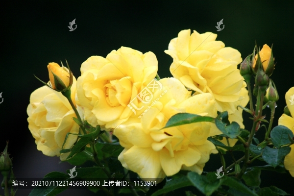 月季花