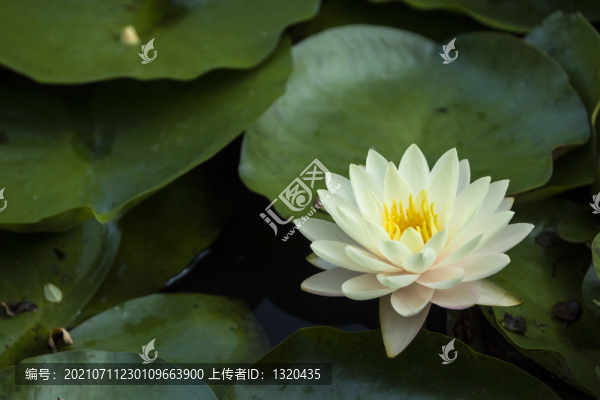 睡蓮