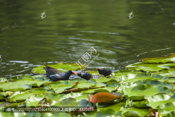 睡蓮水鳥