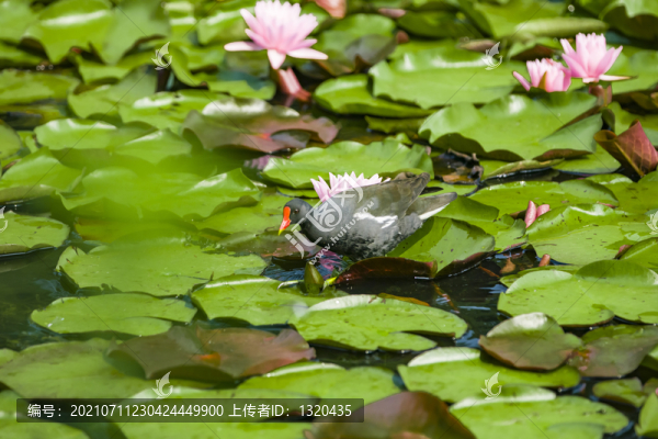 睡蓮水鳥