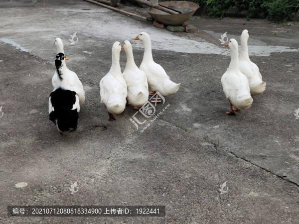農(nóng)家土鴨
