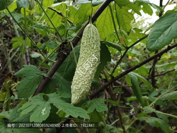 苦瓜種植