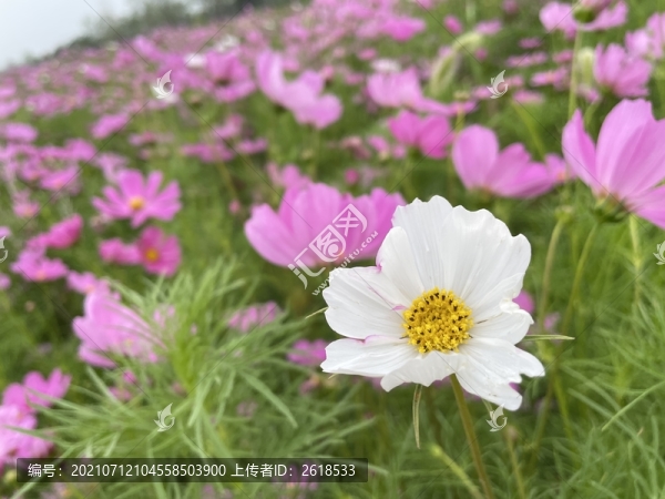 野花