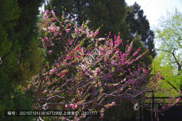 北京萬壽公園