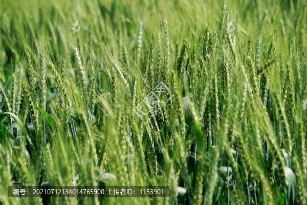 小麥開花