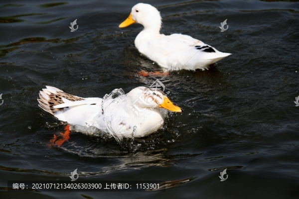 土鴨