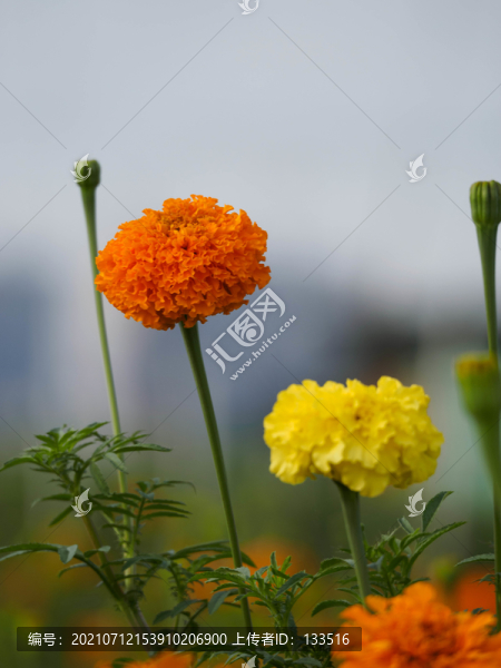 萬壽菊