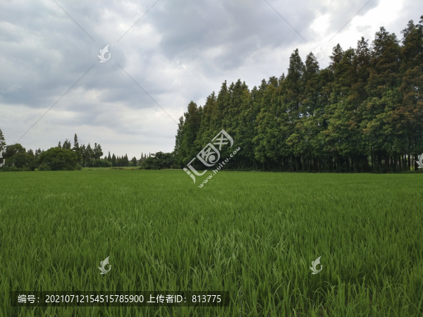 綠色田園景色