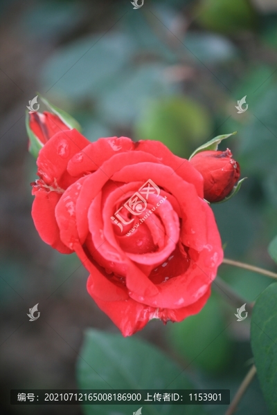 月季花