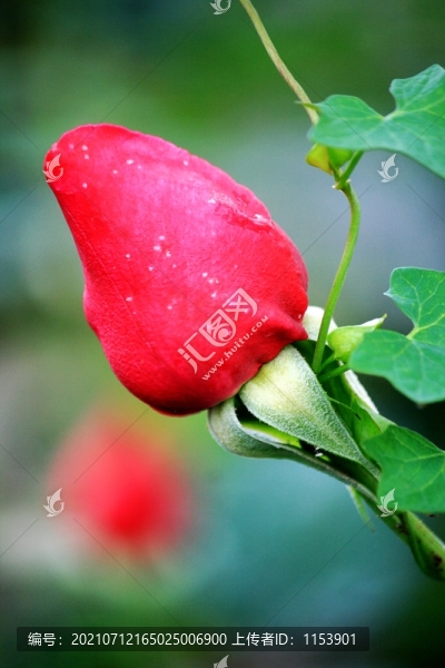 花蕾