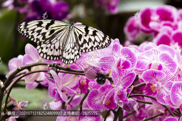 蝴蝶與蝴蝶蘭花