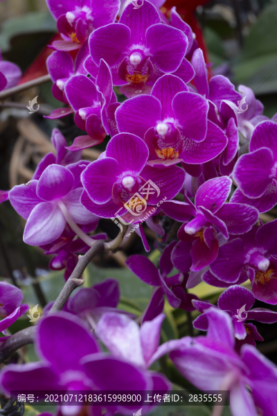 蝴蝶蘭花