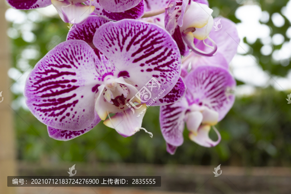 蝴蝶蘭花