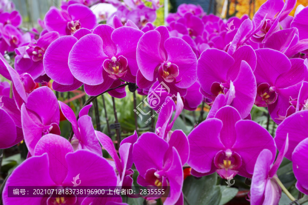 蝴蝶蘭花