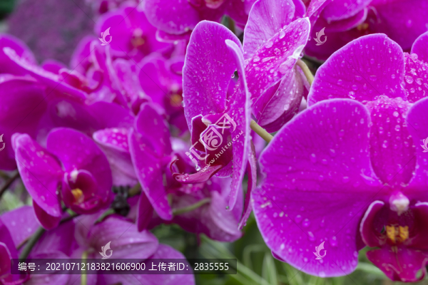 蝴蝶蘭花