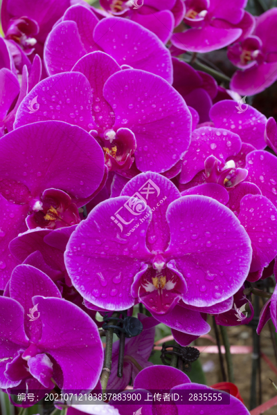 蝴蝶蘭花