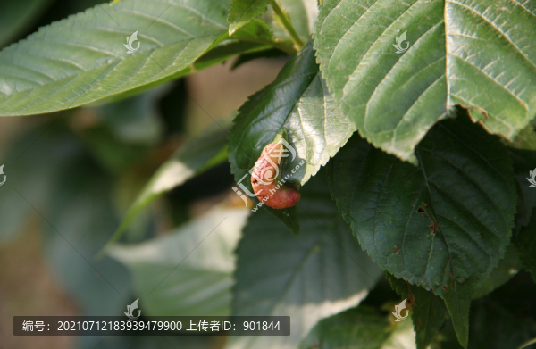 櫻桃樹(shù)葉上的蟲(chóng)癭