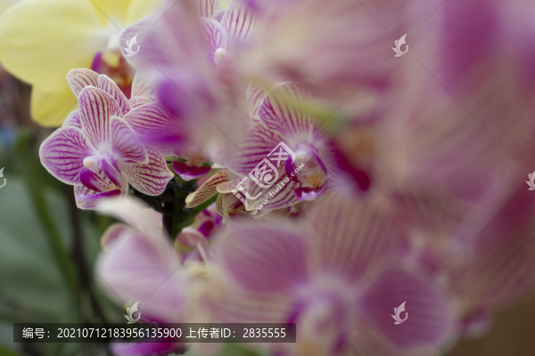 蝴蝶蘭花