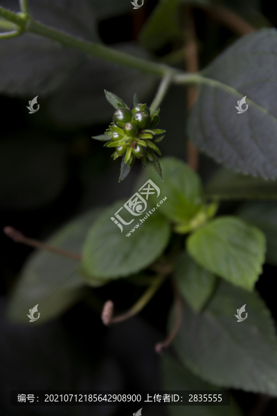 馬纓丹花
