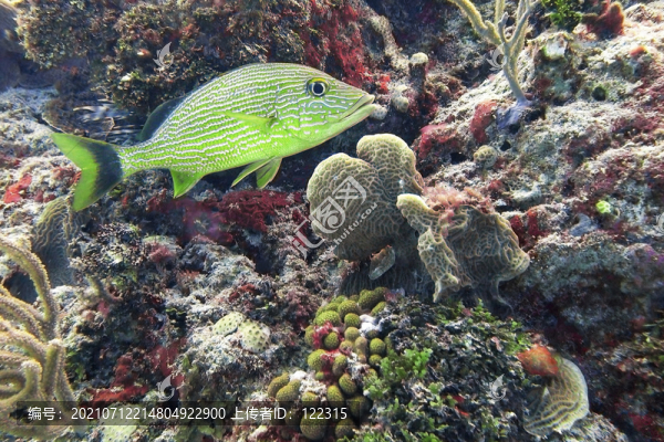 好多魚
