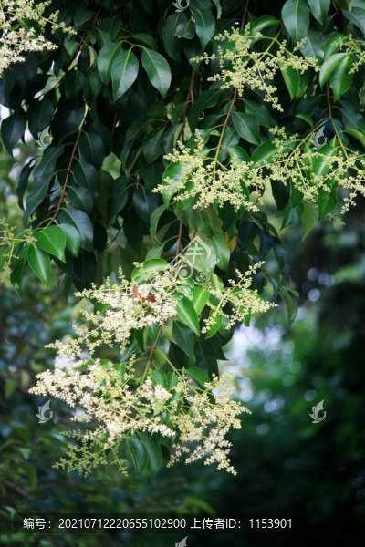 女貞