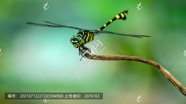 蜻蜓