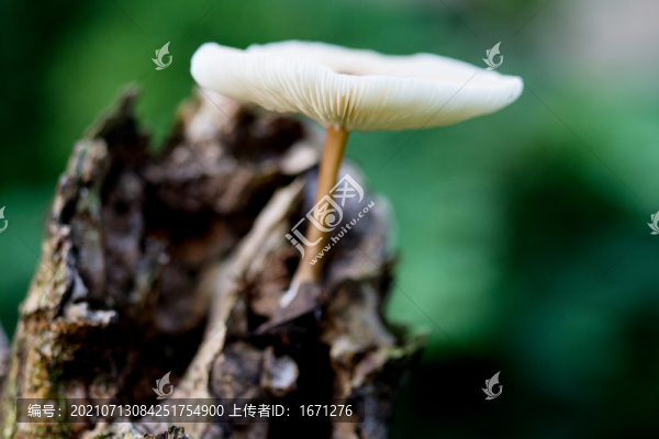 腐木野生菌