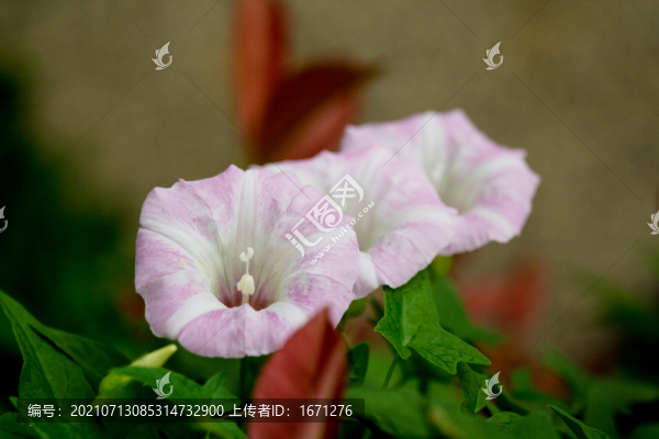 打碗花