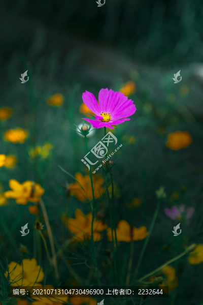 夏日的一朵小花