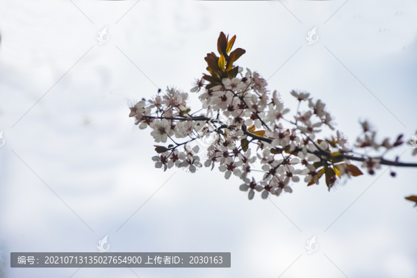 櫻花