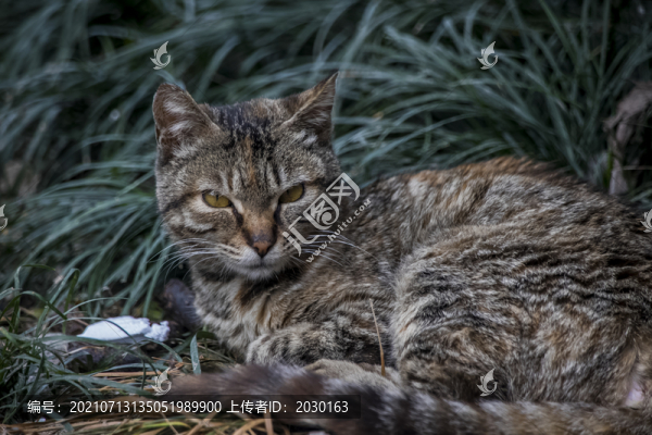 野貓