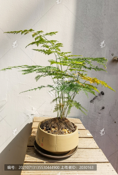 文竹