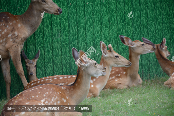 梅花鹿
