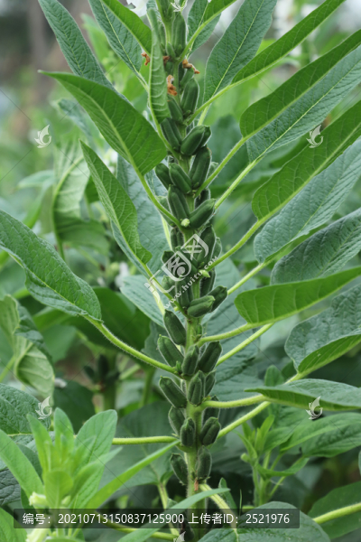芝麻種植