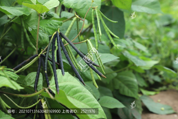 綠豆田