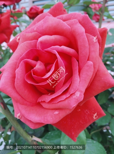 月季花