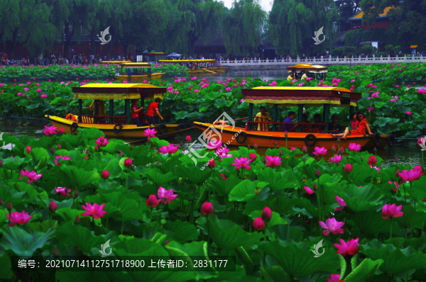 北海公園荷花