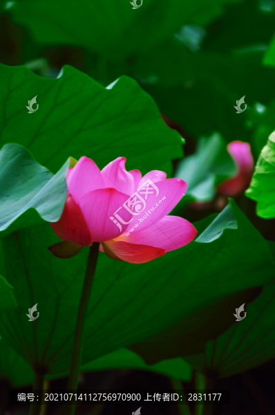 北海公園荷花