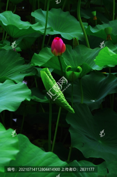 北海公園荷花