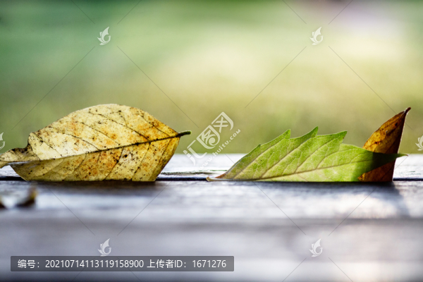 陽光樹葉