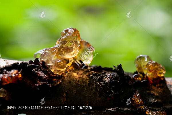桃膠