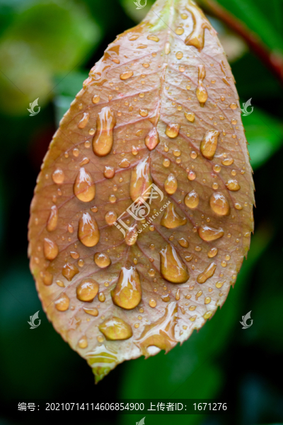 水珠